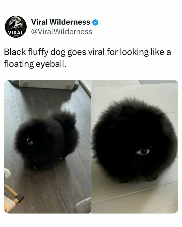 Black fluffy dog viral for looking like a floating eyeball nature post