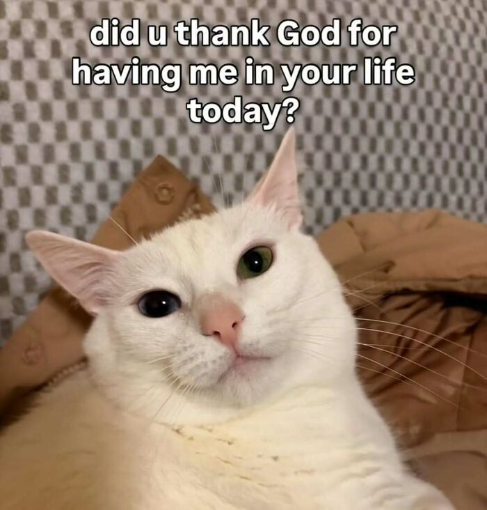 A funny cat meme featuring a white cat with heterochromia asking, did u thank God for having me in your life today?