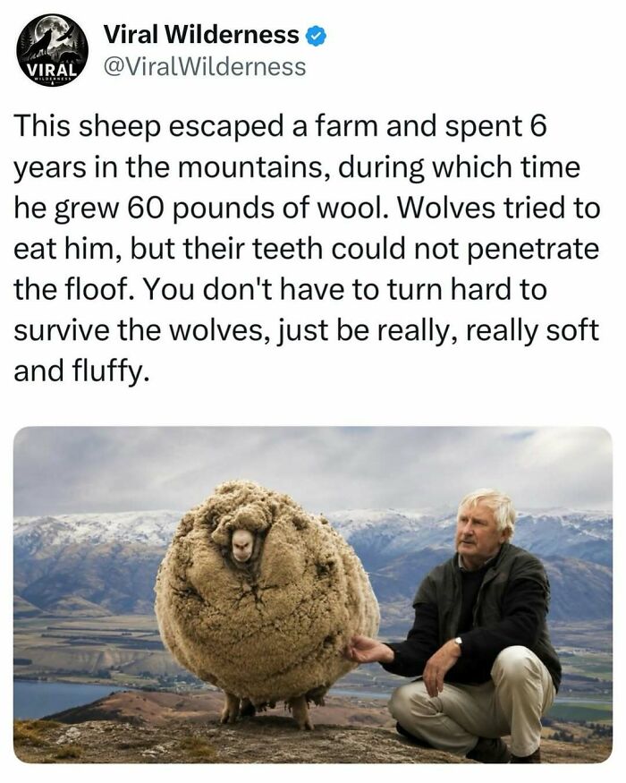 Man sitting beside a sheep with 60 pounds of wool that survived wolves in the mountains
