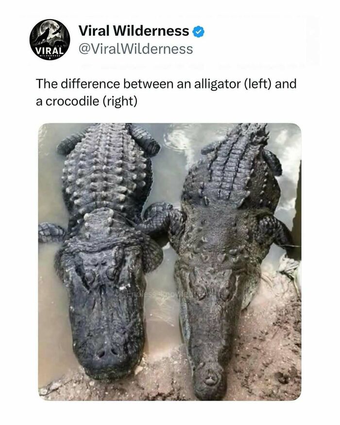 Comparison of an alligator and a crocodile showing key differences in their appearance