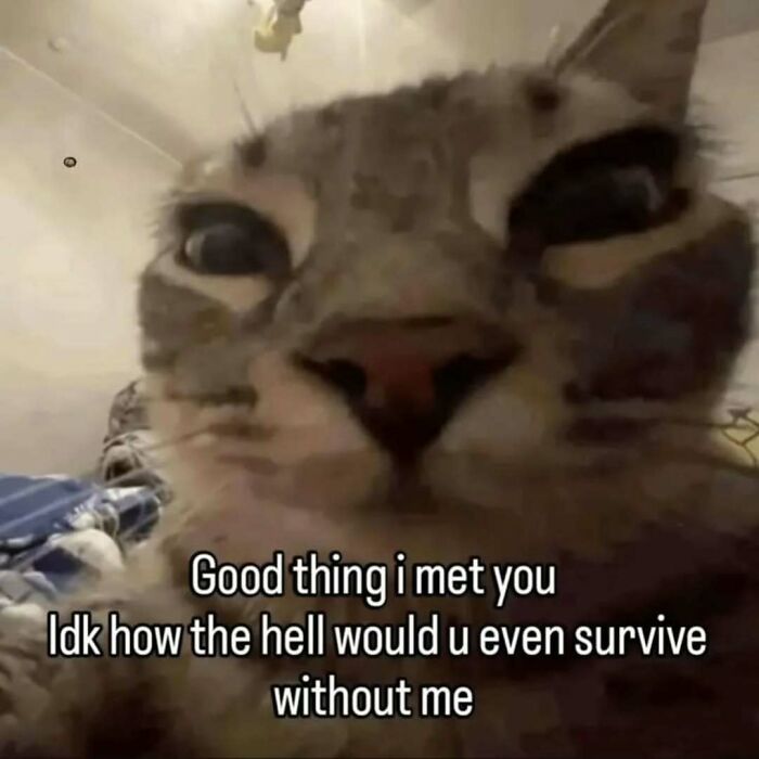 A close-up cat meme of a tabby cat looking directly at the camera with text about meeting someone.
