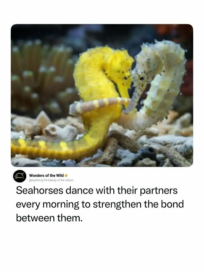 Two yellow seahorses dancing together in the ocean, showcasing fun facts about animals.