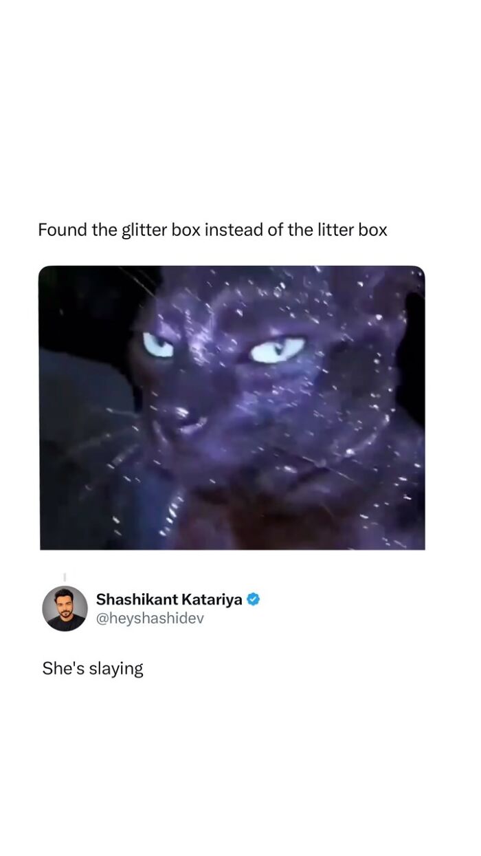 A meme of a cat covered in glitter, with a caption saying 'Found the glitter box instead of the litter box', representing some days that feel like a meme.