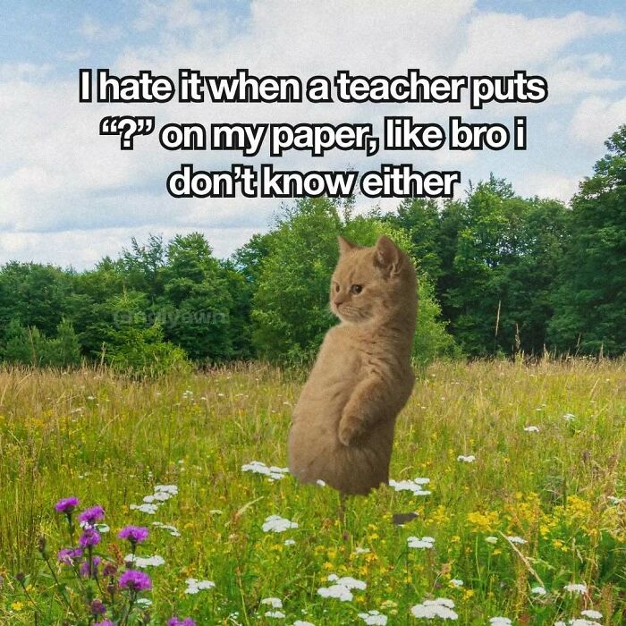 Relatable cat meme about teacher's question marks on papers
