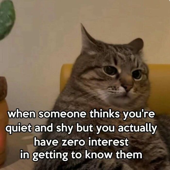 A tabby cat looking bored, with text when someone thinks youre quiet and shy but you actually have zero interest in getting to know them, among cat memes.