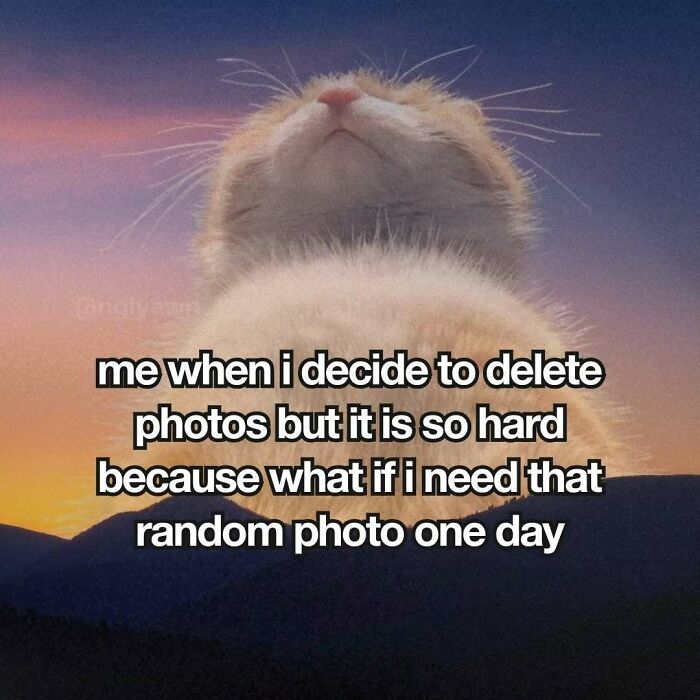 Cat looking up with relatable cat meme text about difficulty deleting photos