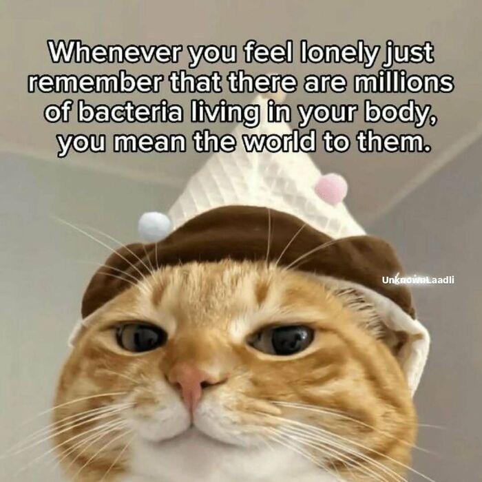 A cat meme featuring a ginger cat wearing a cute hat, reminding viewers they are loved by bacteria.