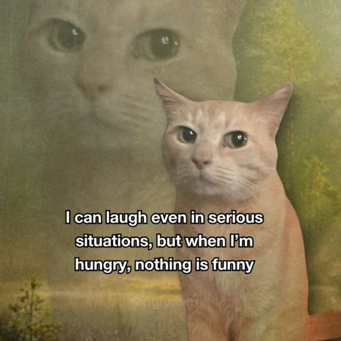 Hilarious cat meme with a hungry cat and the text, I can laugh even in serious situations, but when I'm hungry, nothing is funny.
