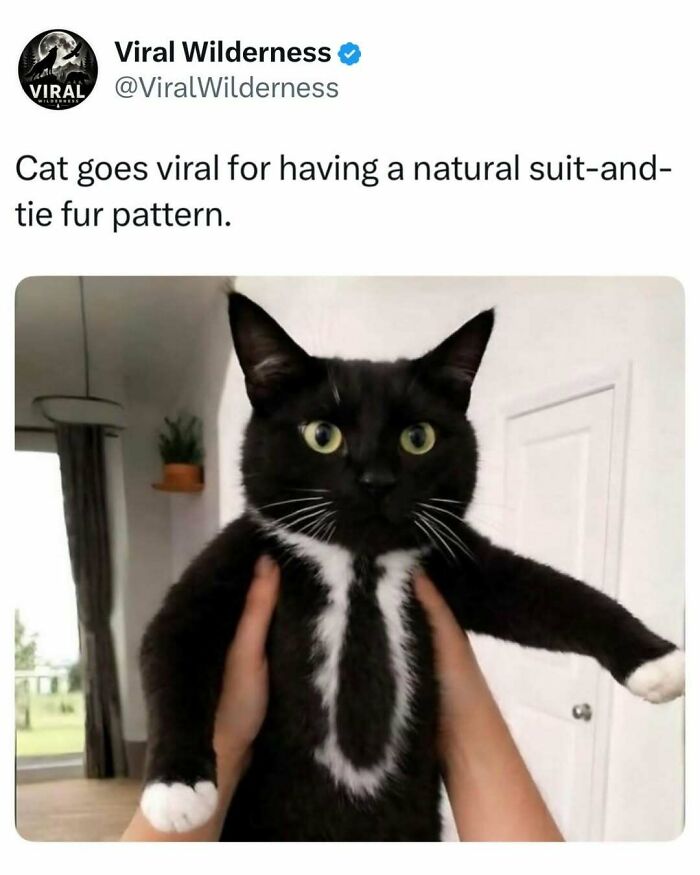 Black cat with natural suit-and-tie fur pattern going viral on social media