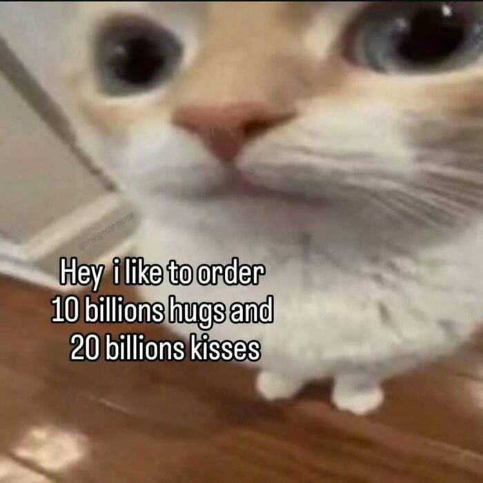 Cat with soft eyes looking up, a sweet cat meme asking for hugs and kisses to send to someone special.