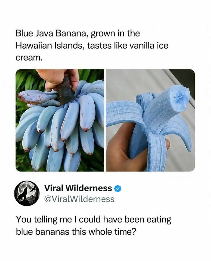 Blue Java Banana from Hawaiian Islands with blue skin tasting like vanilla ice cream