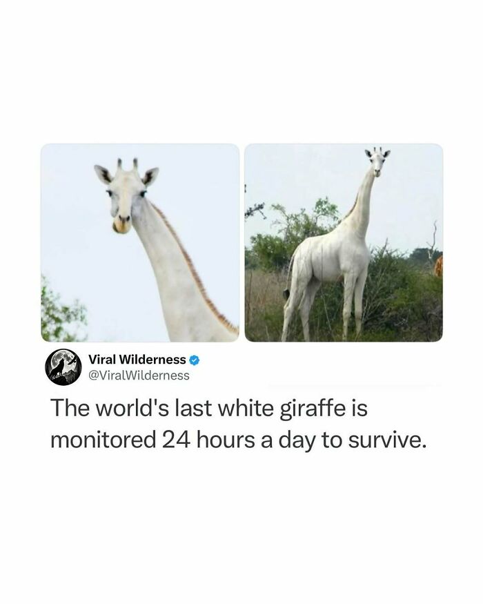 Wildlife-Nature-Animal-Facts