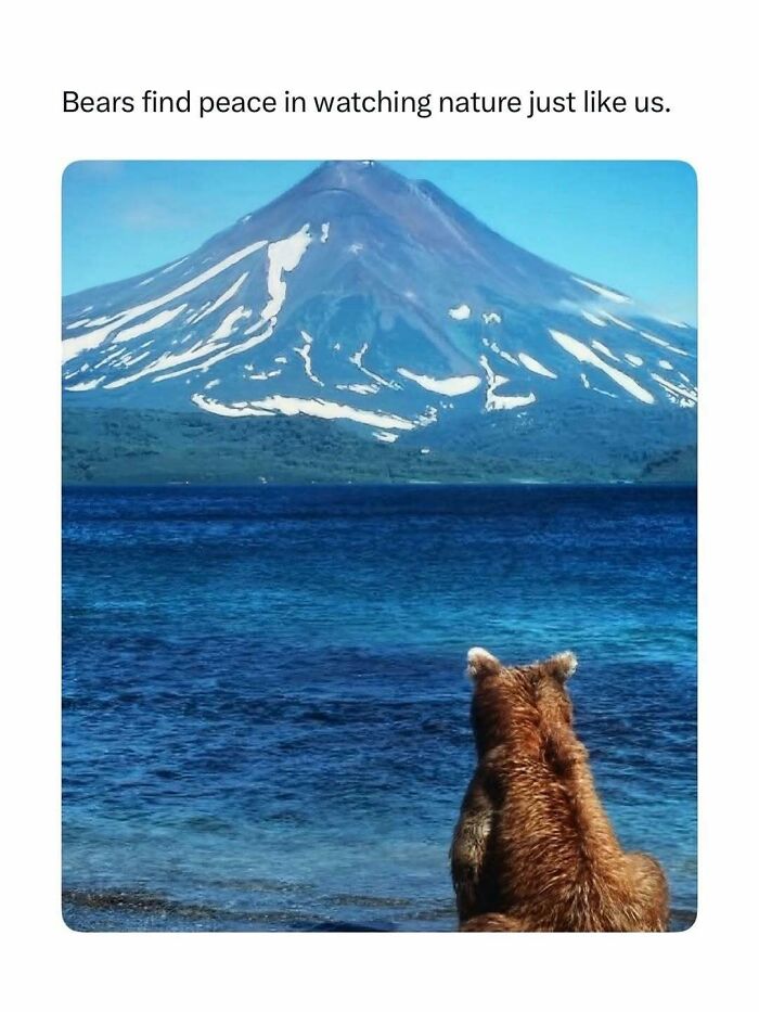 Bear watching blue lake and mountain in peaceful nature