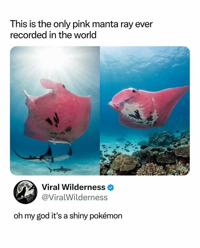 Rare pink manta ray swimming underwater with sunlight above in nature wilderness