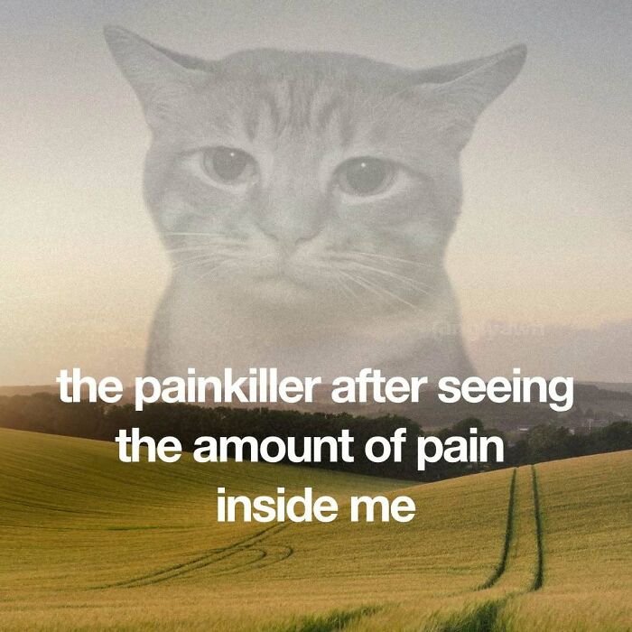 Sad cat meme about painkillers and pain inside