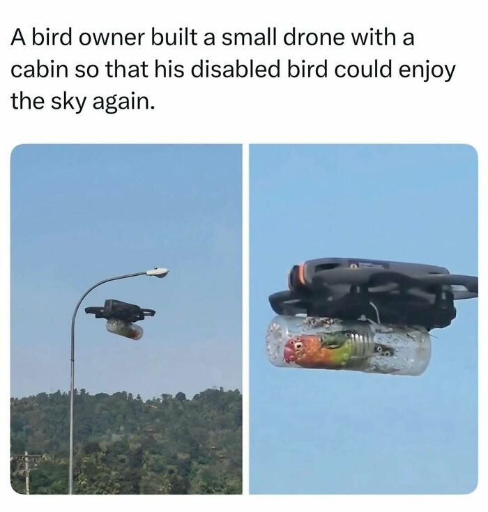 A small disabled bird riding inside a custom drone cabin, one of many fascinating stories found online.