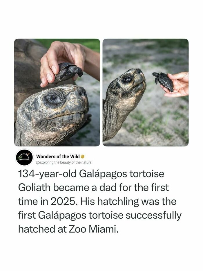 Fun facts about a one hundred and thirty four year old Galapagos tortoise with its first hatchling.