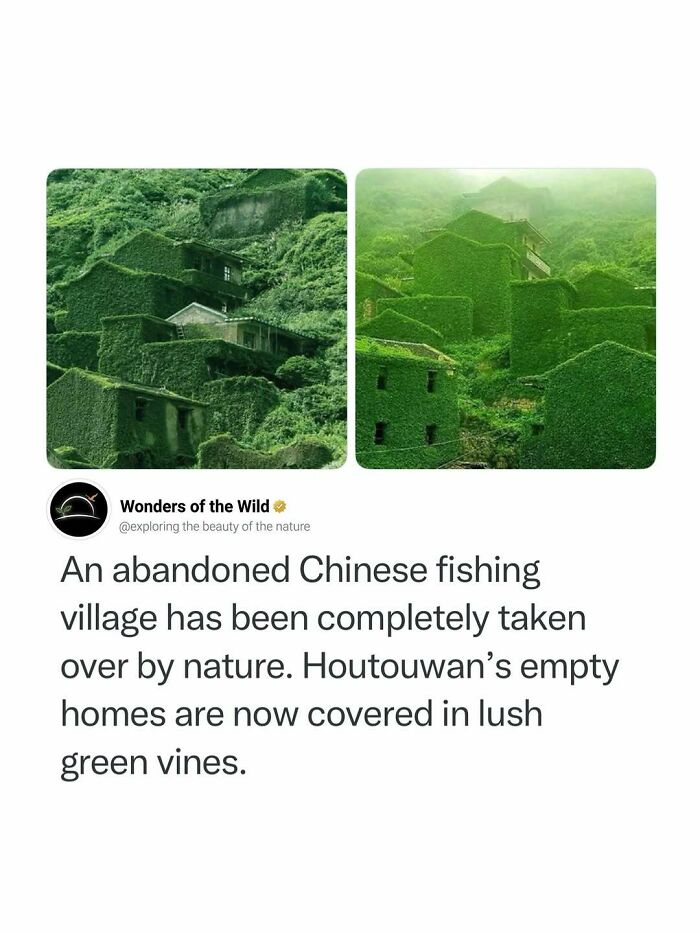 Interesting facts about Houtouwan, an abandoned Chinese fishing village overgrown with green ivy.