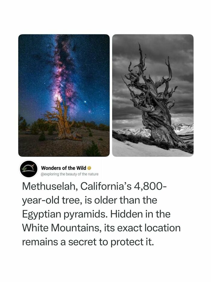 An image of the ancient Methuselah tree in California for your collection of random knowledge