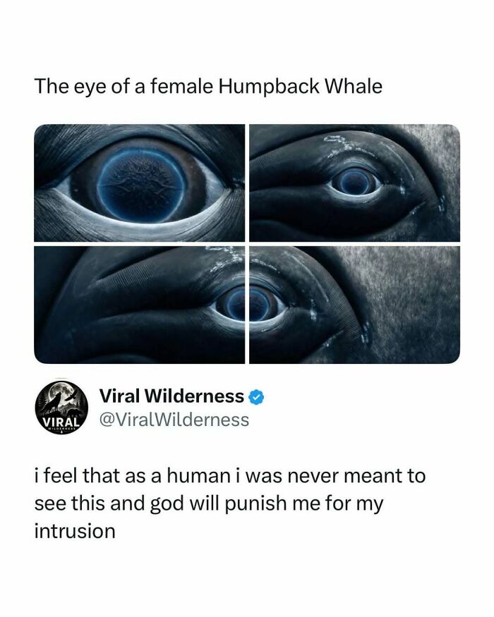 Close-up eye of female humpback whale wildlife nature