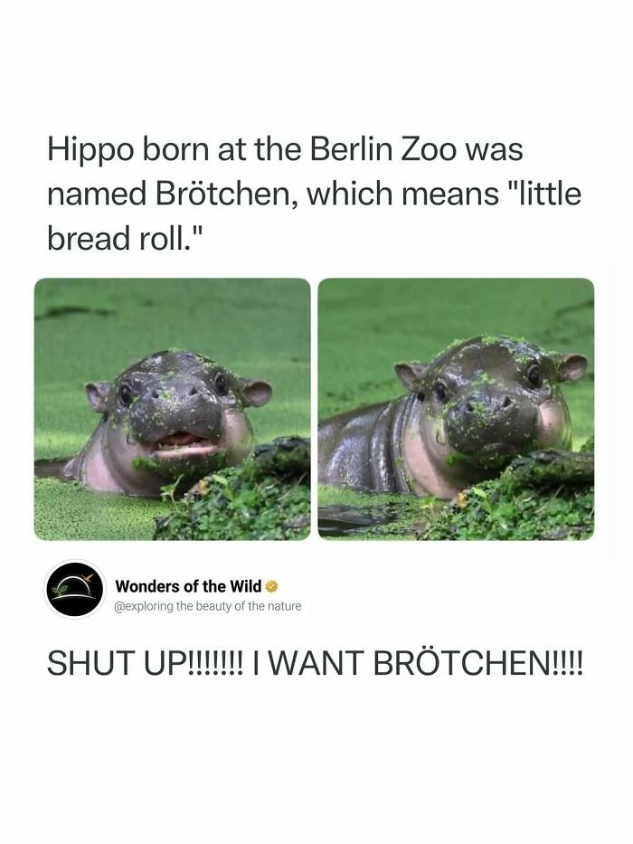 Random knowledge image featuring a baby hippo named Brotchen in a green pond