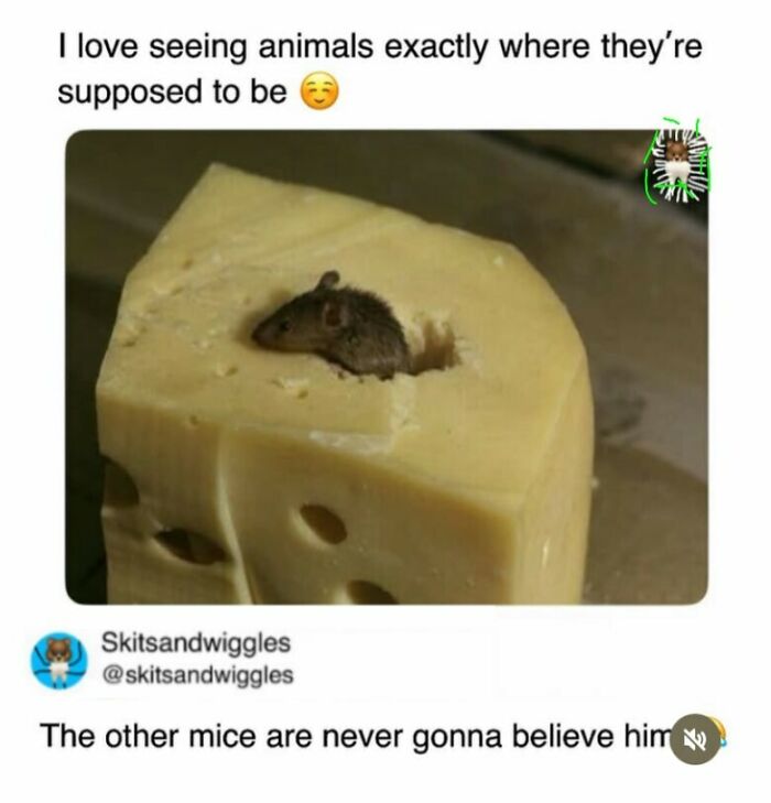 Random-Humorous-Funny-Memes