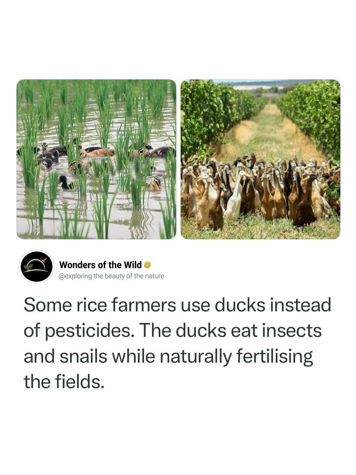 Interesting facts about ducks being used by rice farmers instead of pesticides