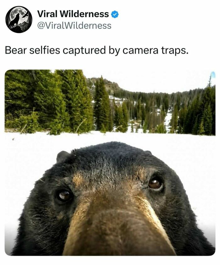 Close-up bear selfie captured by a camera trap in snowy wilderness