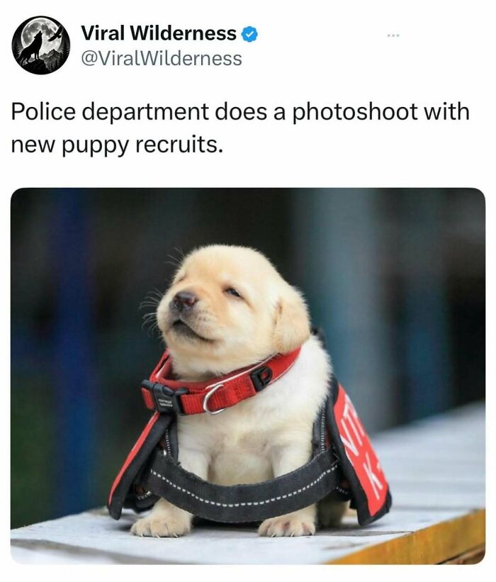 Police department photoshoot featuring an adorable yellow puppy with a red collar and vest.