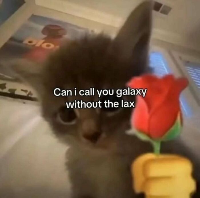 A blurry kitten meme holding a red rose with text 'Can i call you galaxy without the lax'.