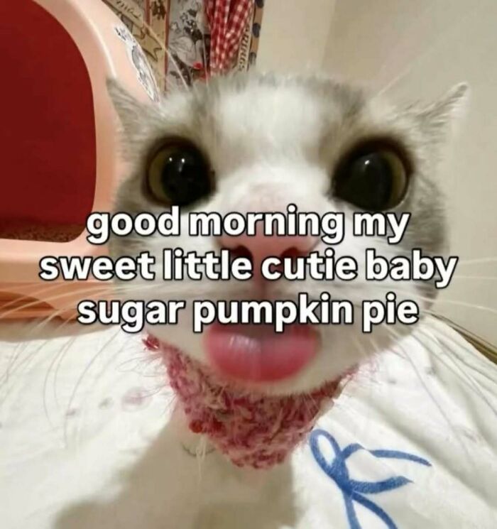 A sweet cat meme with a wide-eyed cat sticking out its tongue, sending a cute morning message, for someone special.