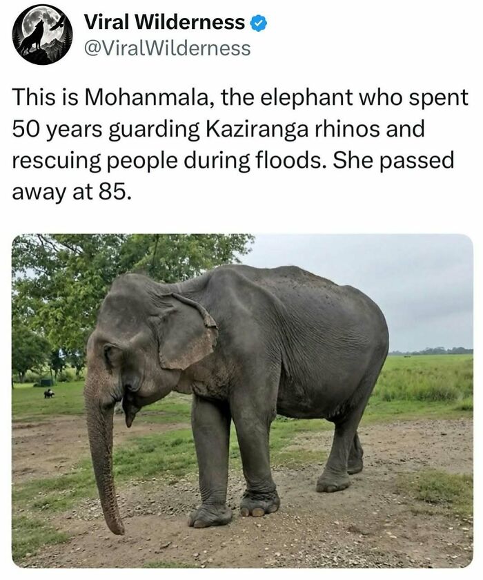 Elderly elephant Mohanmala who protected rhinos and rescued flood victims