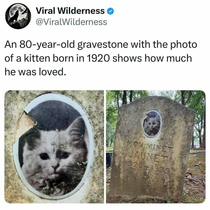 Gravestone of a kitten born in 1920 showing love for the animal in wilderness setting
