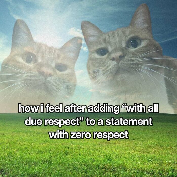 Two cats meme showing feeling after adding with all due respect with zero respect
