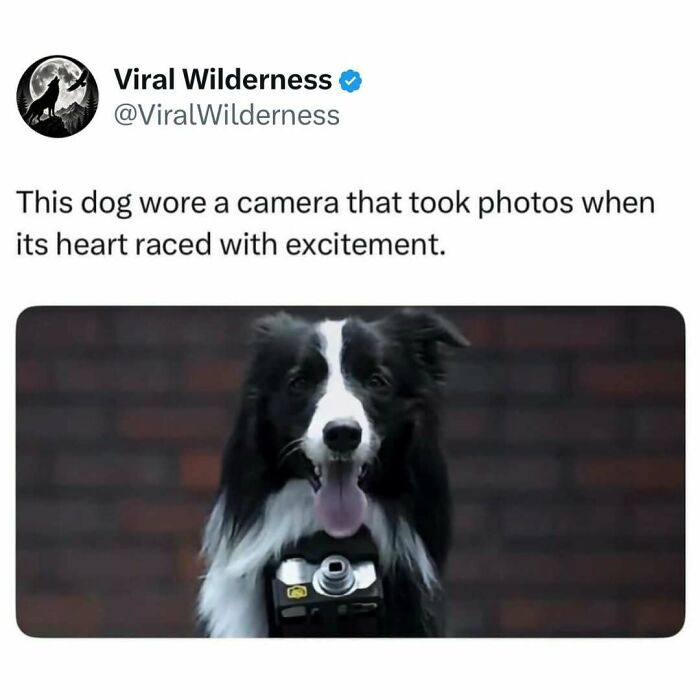 Black and white dog wearing a camera that captures photos when excited.