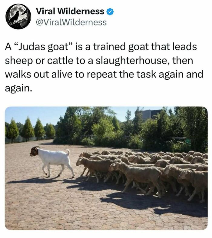 Judas goat leading sheep on a path in a nature setting