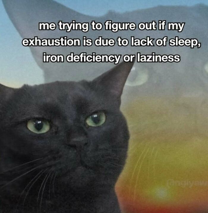 A cat meme featuring a black cat, looking tired and trying to figure out the cause of its exhaustion.