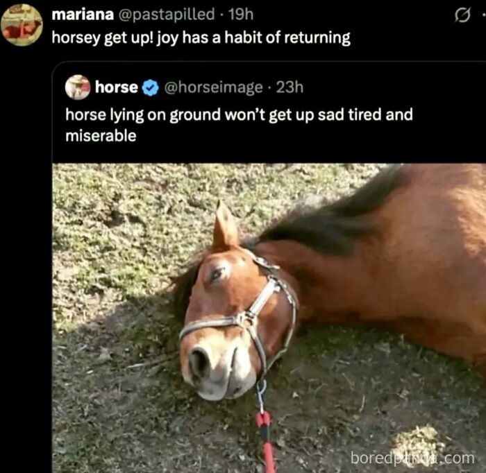 Wholesome and funny Twitter exchange about a horse lying on the ground, ideal for ridiculous memes.