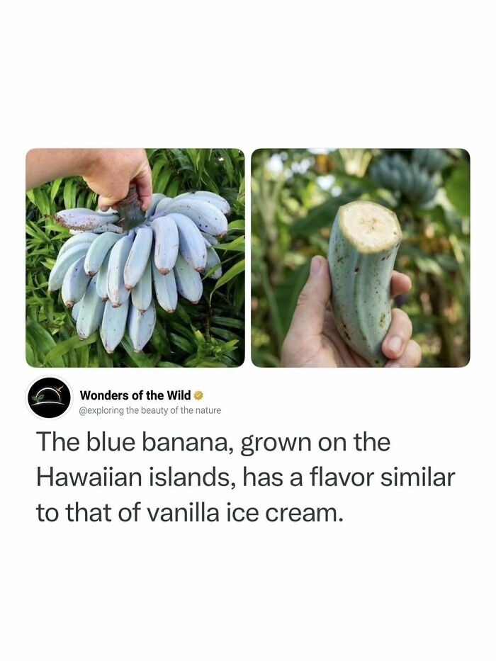 A side-by-side photo of blue bananas illustrating fun and interesting facts of nature