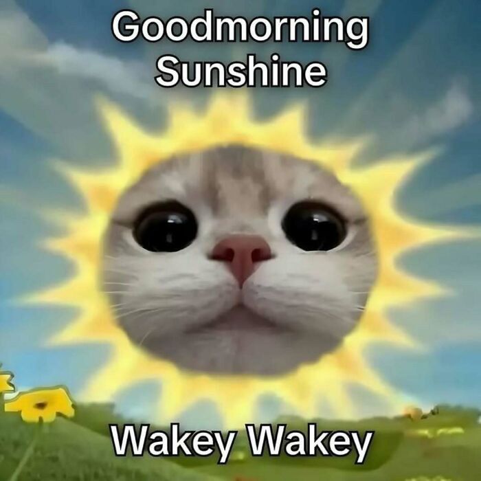 A cat meme with a small face and big eyes, framed by a sun illustration, with the text 'Goodmorning Sunshine Wakey Wakey'.