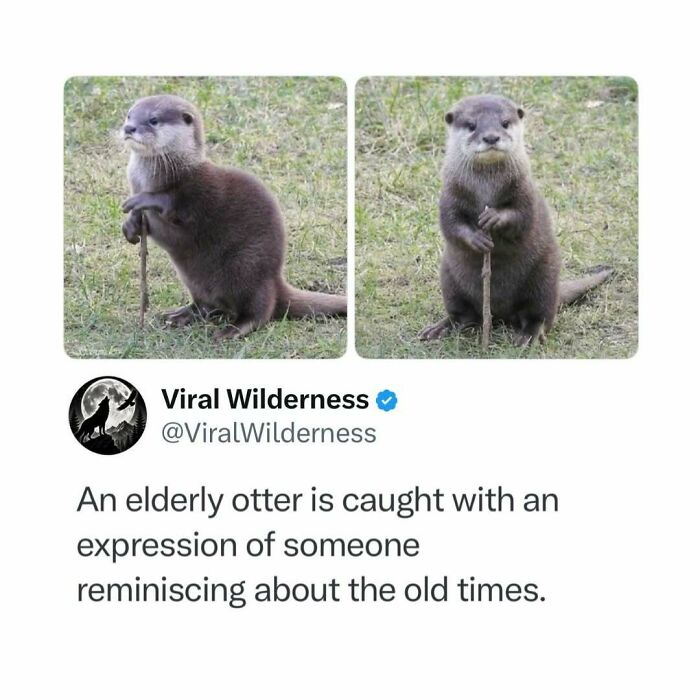 Elderly otter standing on grass holding a stick with thoughtful expression