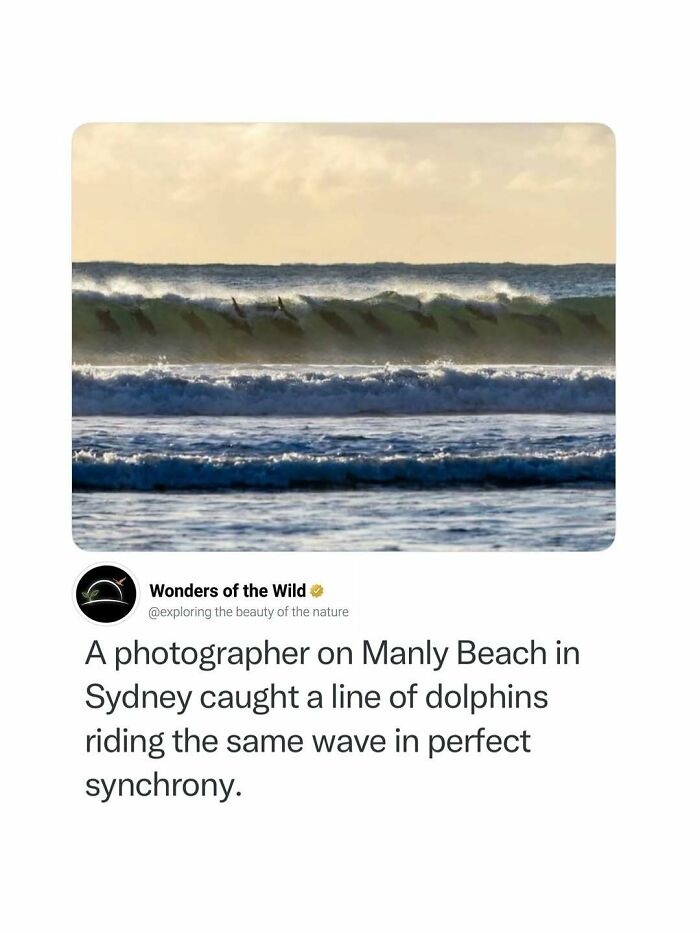 A line of dolphins riding a wave in synchrony, showcasing interesting facts about ocean life