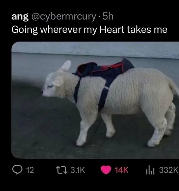 A screenshot of a tweet showing a lamb wearing a backpack, capturing the internet at its strangest.