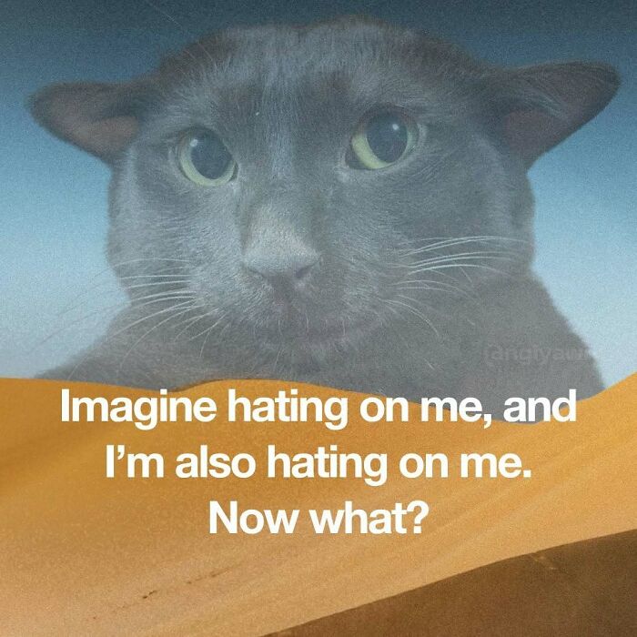 Relatable cat meme with gray cat and funny self-hate text in desert background