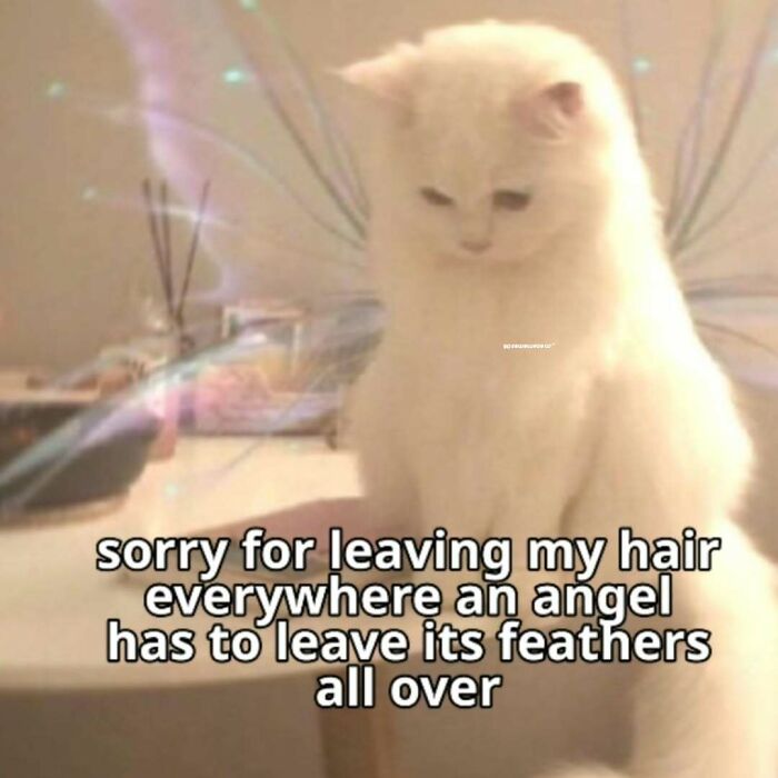 A white fluffy cat meme with text 'sorry for leaving my hair everywhere an angel has to leave its feathers all over'.