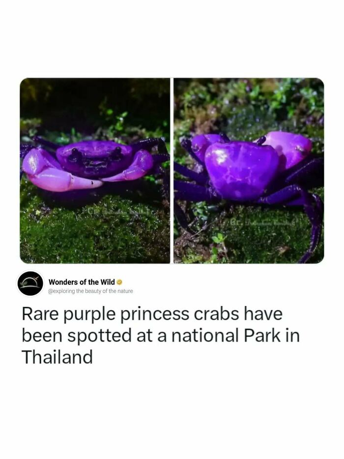 Fun facts featuring a close-up of a rare purple princess crab in Thailand.