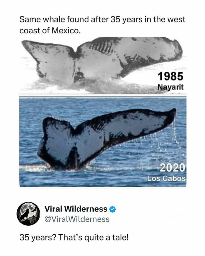 Whale fluke photos from 1985 and 2020 off Mexico's coast showing nature wildlife continuity