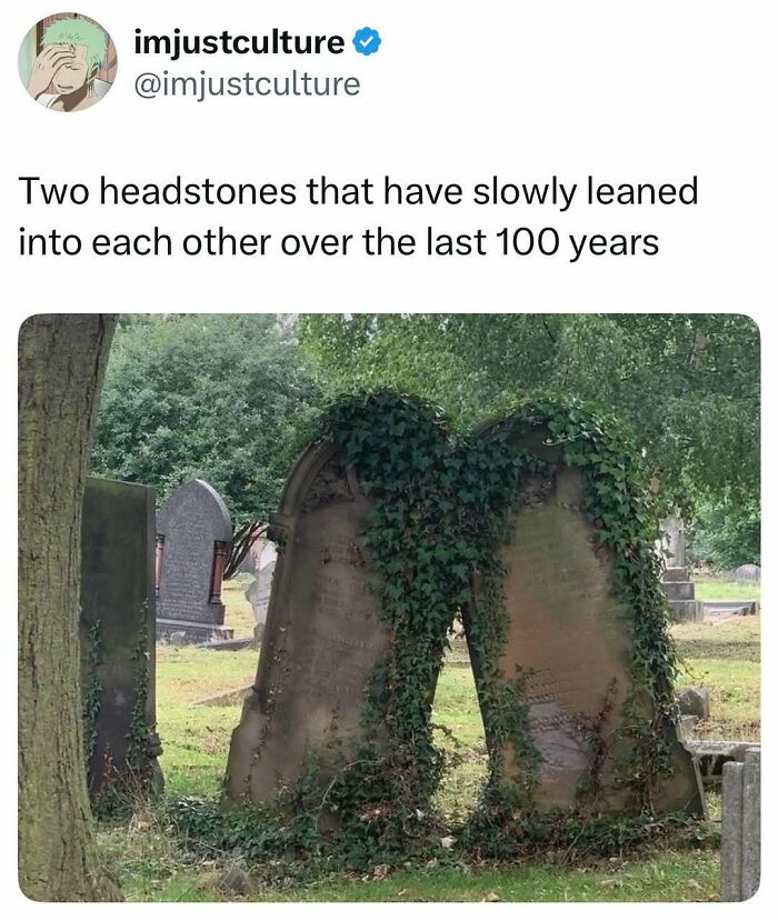 Two ancient headstones in a cemetery, covered in ivy and leaning towards each other, showcasing their age.