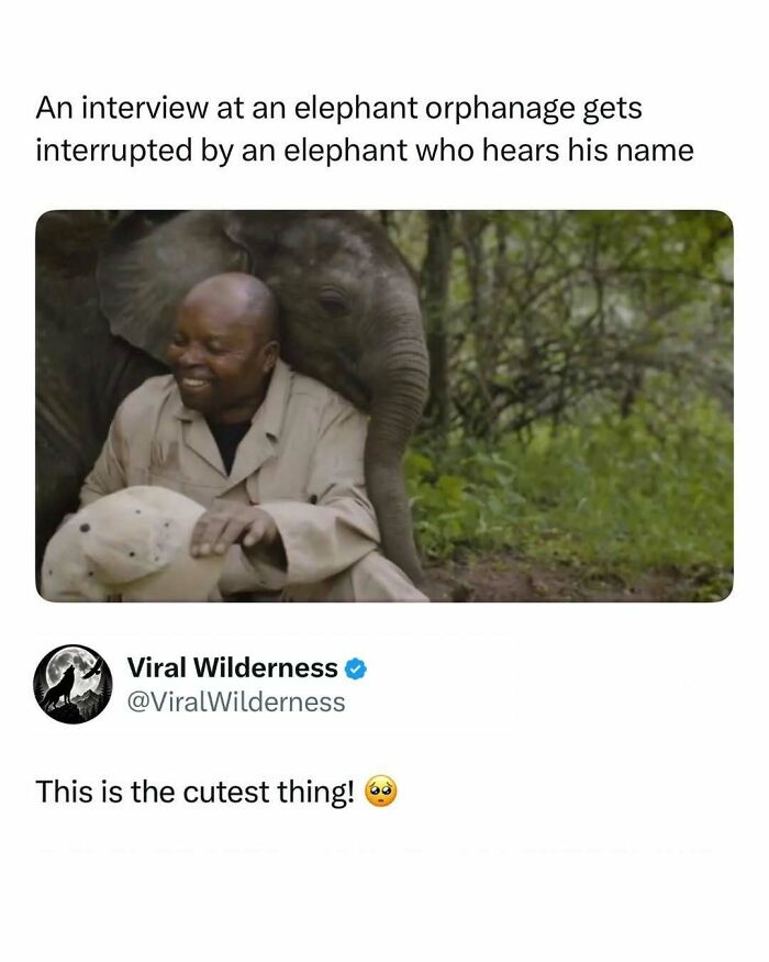 Smiling man with baby elephant interrupting interview displaying wildlife and animal bond