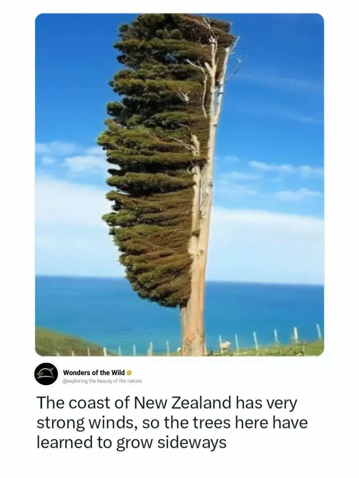 A tree blown sideways in New Zealand, illustrating interesting facts about coastal nature